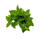 Menta Fresa