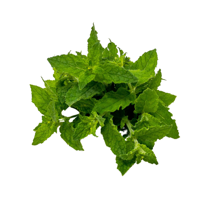 Menthe Fraise