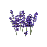 Flor de Lavanda