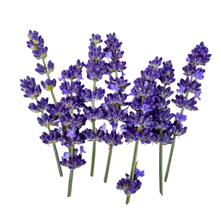 Flor de Lavanda