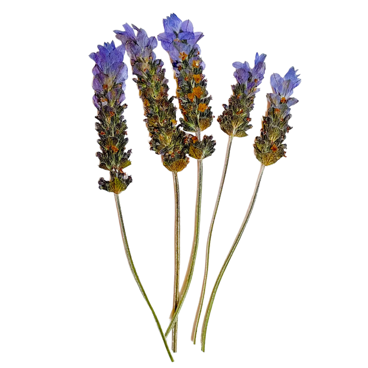 Lavanda Desidratada e Prensada