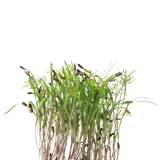 Fennel