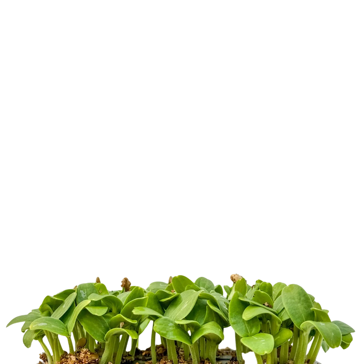 Melon