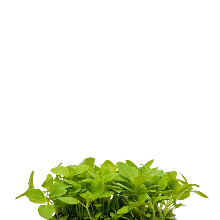 Stevia