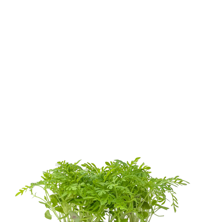 Lavanda