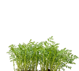 Garbanzo