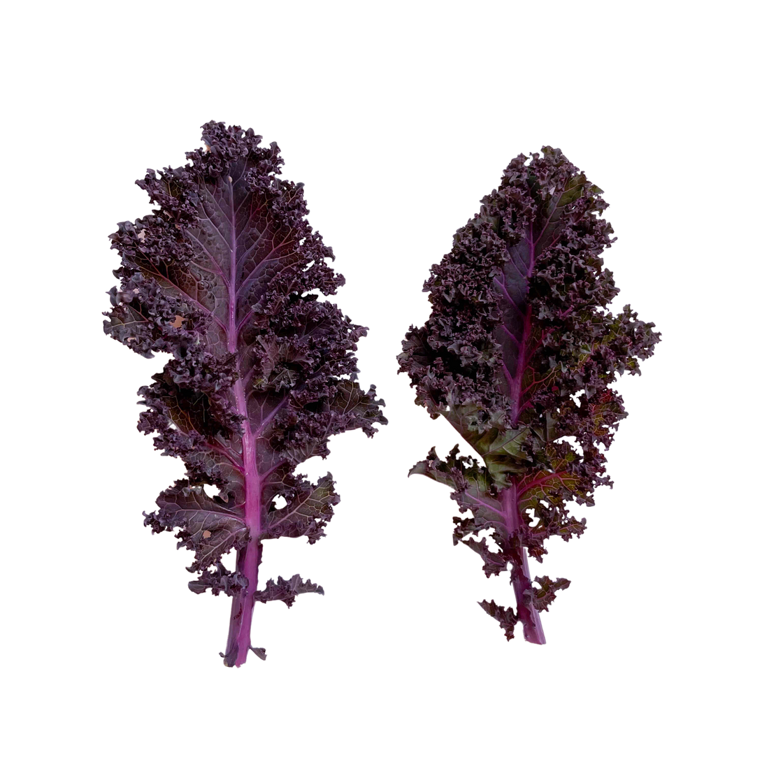 Mini Couve Kale Roxa