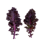 Mini Purple Kale