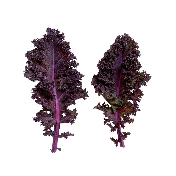 Mini Chou Kale Violet
