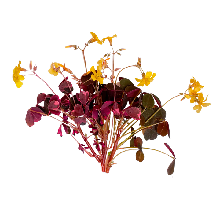 Mini Oxalis