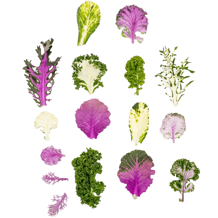 Mini Kale Mix