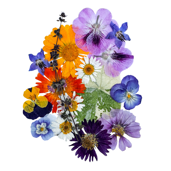 Mix of Dehydrated and Pressed Flowers