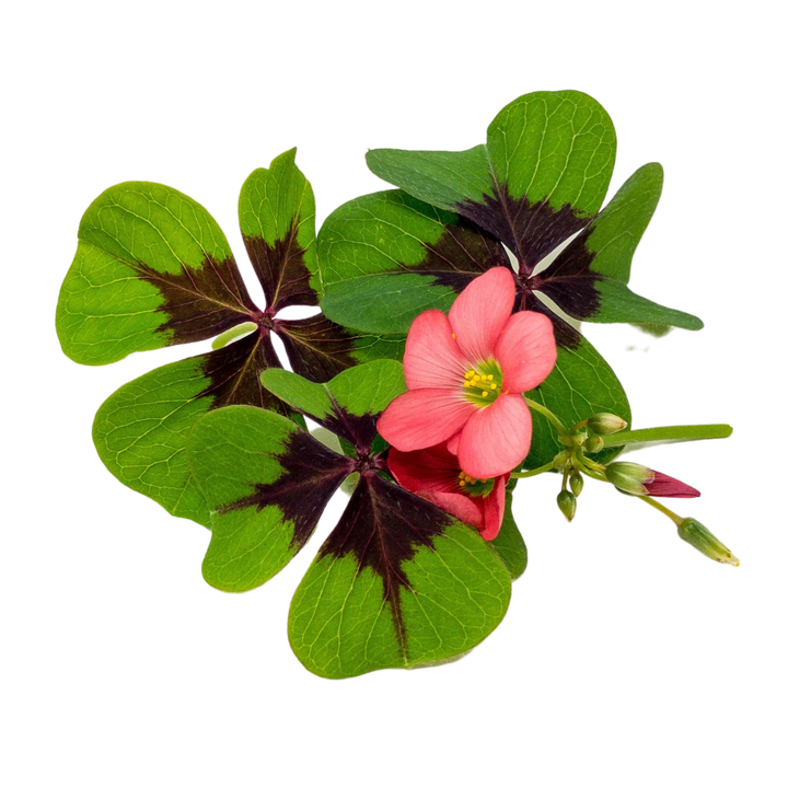 Oxalis