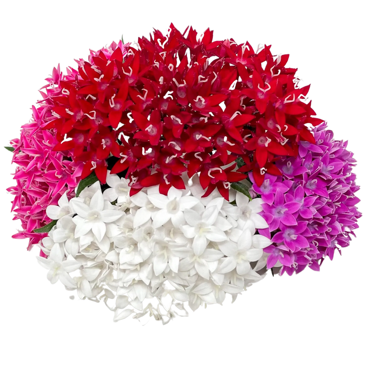 Pentas
