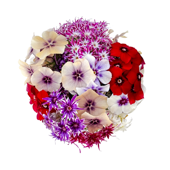 Phlox