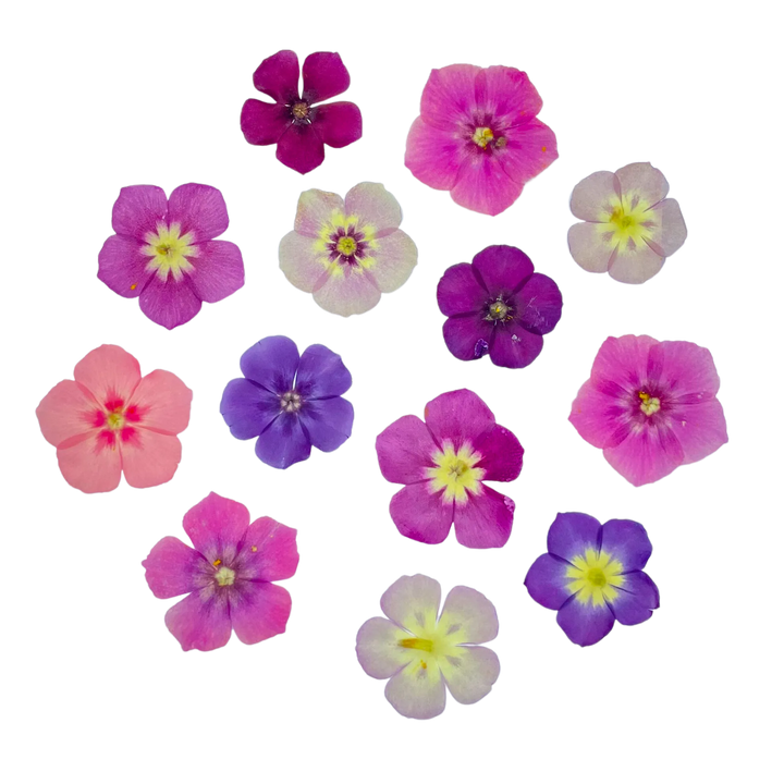 Dried and Pressed Phlox