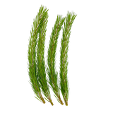 Pine Branches