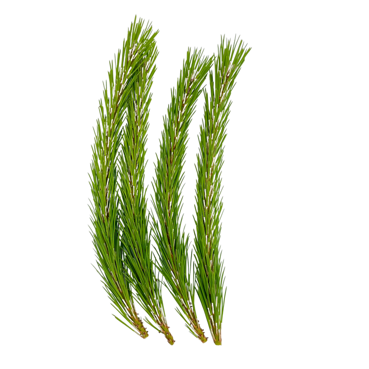Branches de Pin