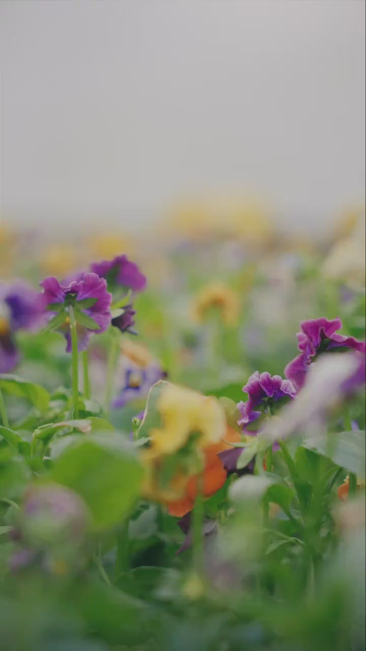 Flownie – Le Brownie Fleuri