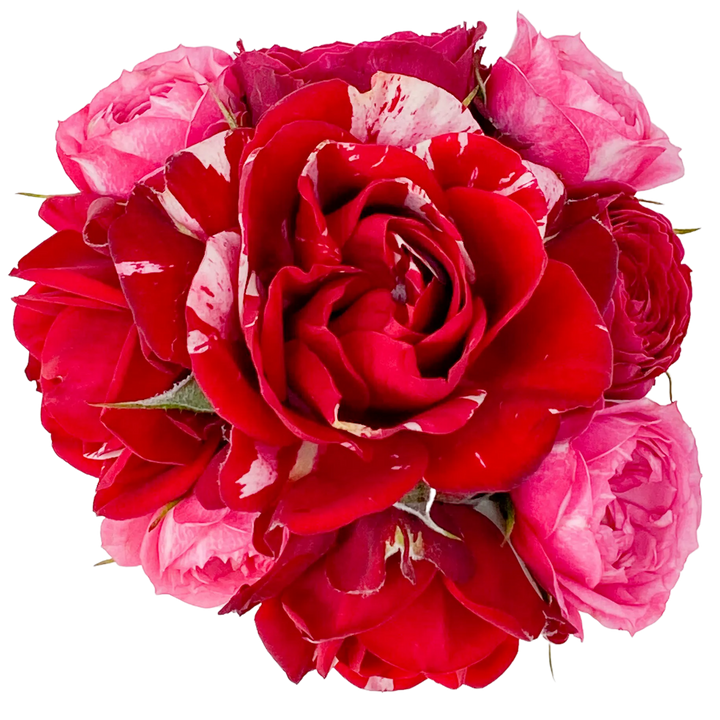 Roses
