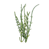 Sarcocornie