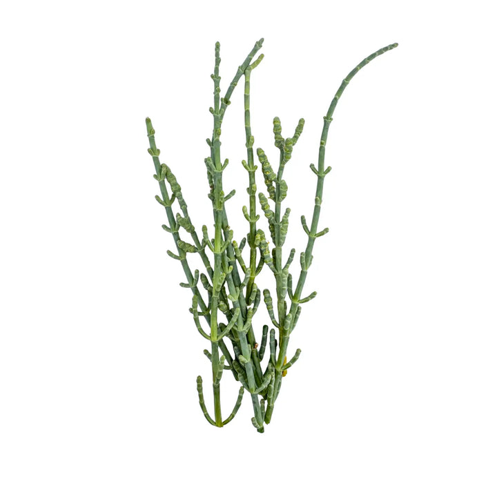 Sarcocornia