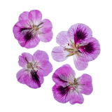 Dehydrated and pressed geraniums