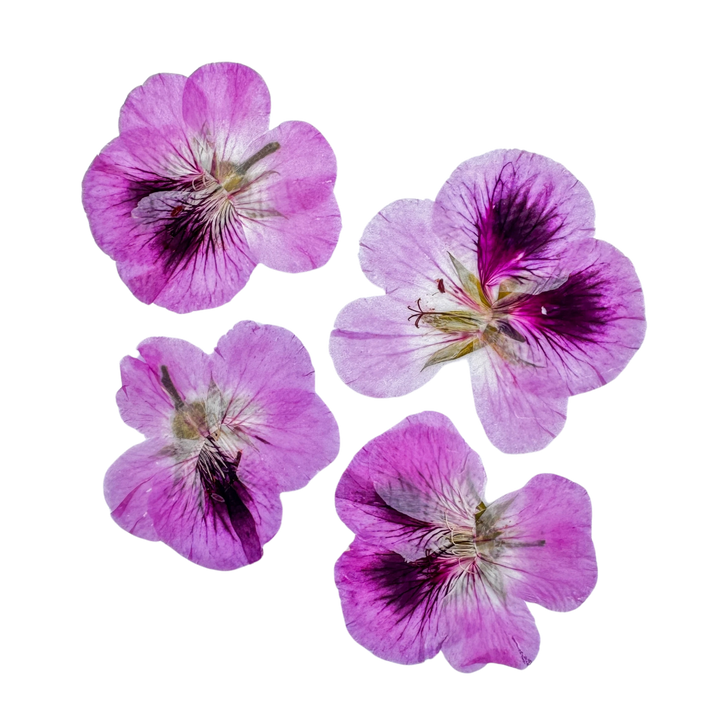 Dehydrated and pressed geraniums