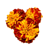 Tagetes