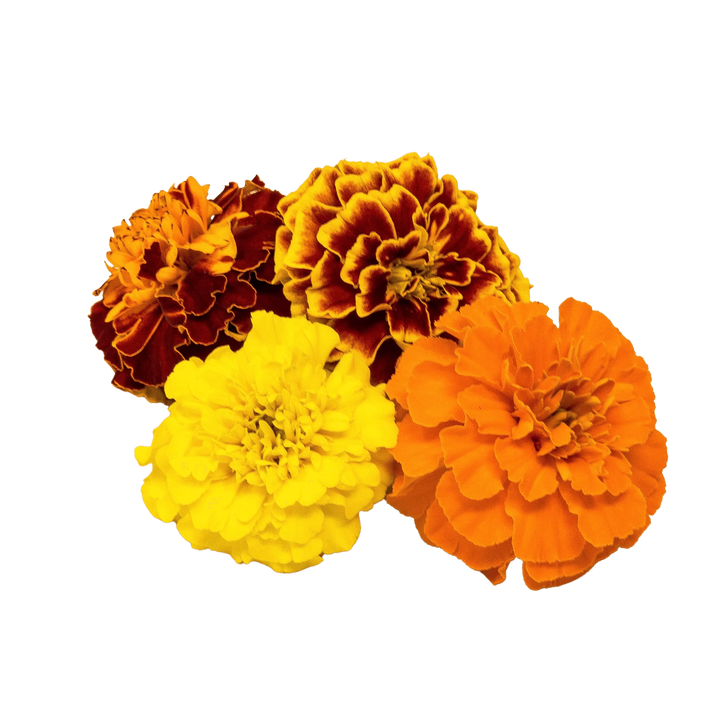 Tagetes