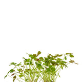 Clover