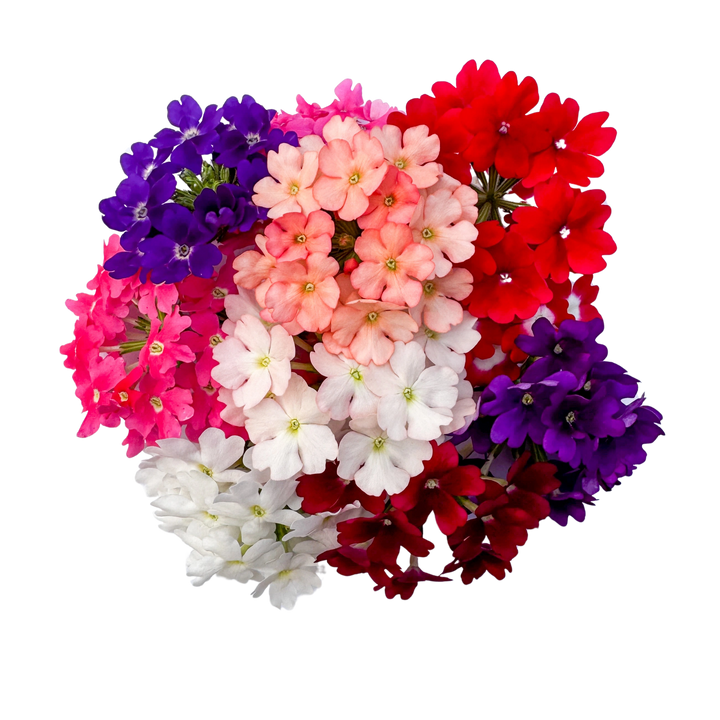 Verveine