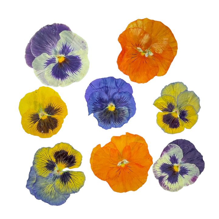 Dried and Pressed Violas