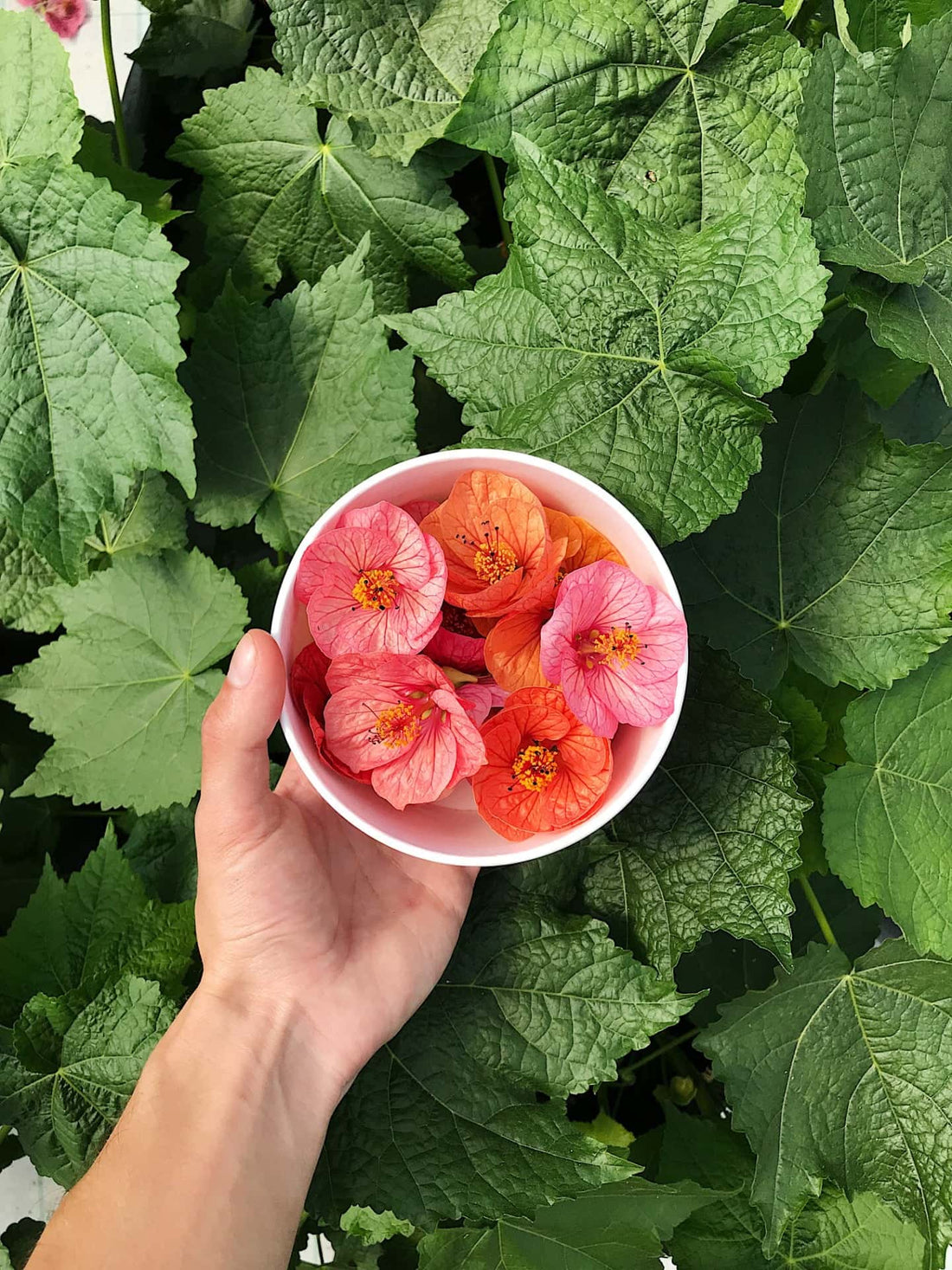 Flor de Higo