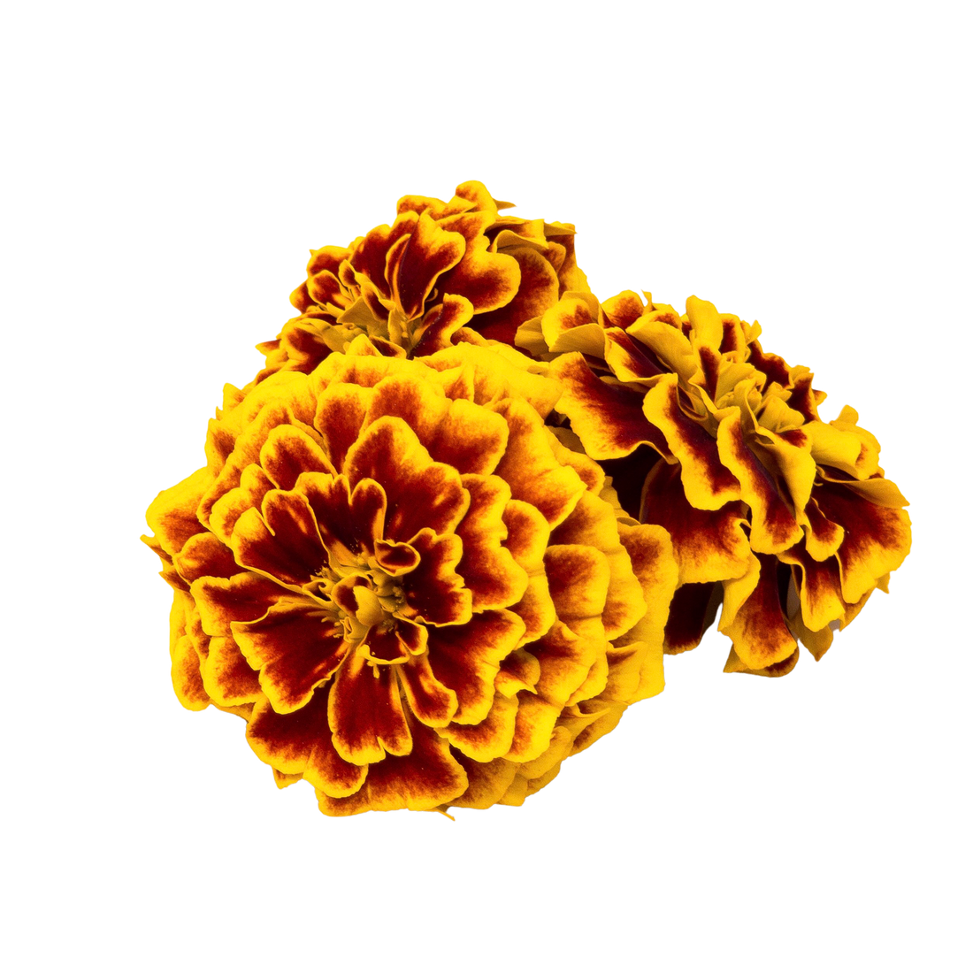 Tagetes