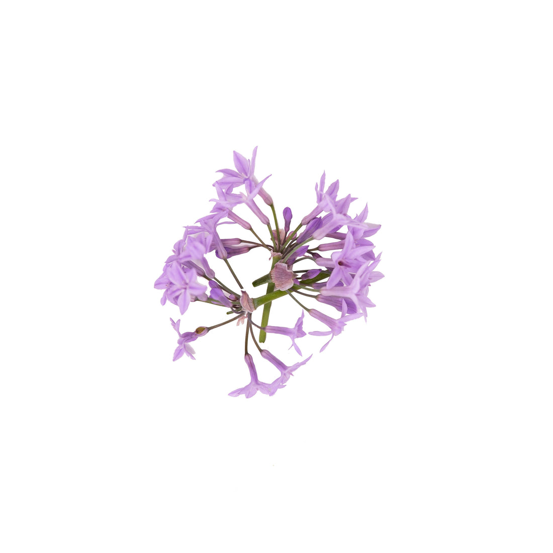 Flor de Alho
