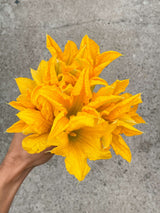 Flor de Curgete