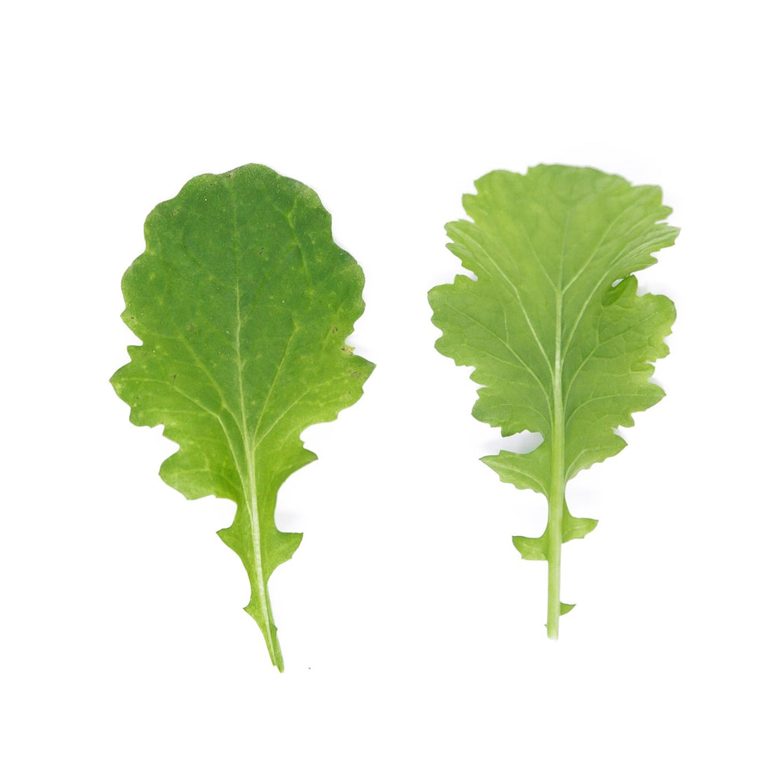 Mini Hojas de Mostaza Wasabi