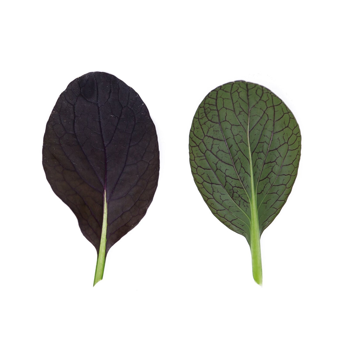 Mini Folhas de Pak Choi