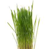 Trigo (Wheatgrass)