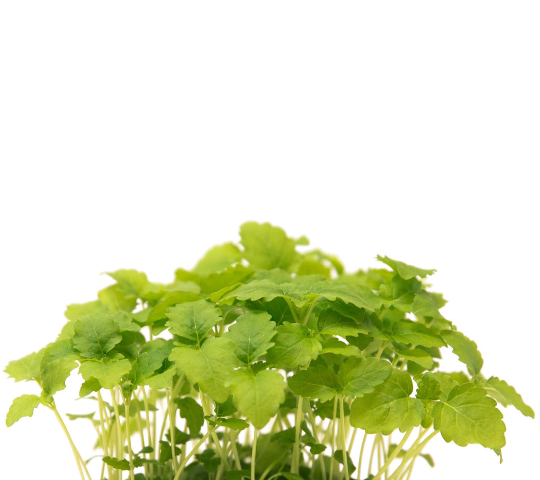Lemon Balm