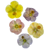 Flores de Figo Mix Desidratadas e Prensadas