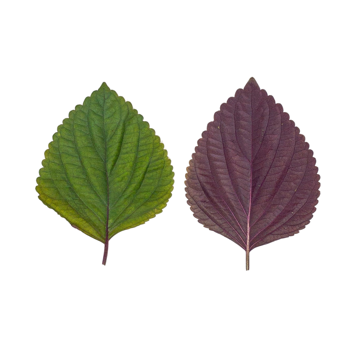 Folha de Shiso
