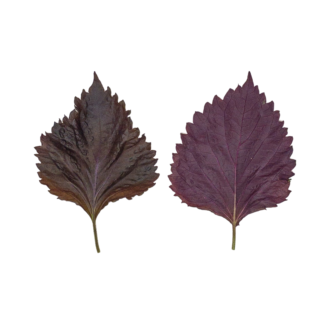 Folha de Shiso