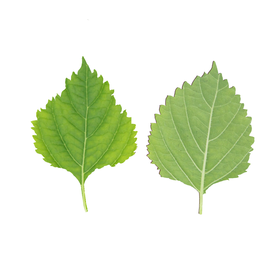 Folha de Shiso