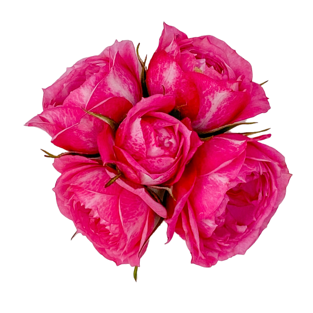 Rosas