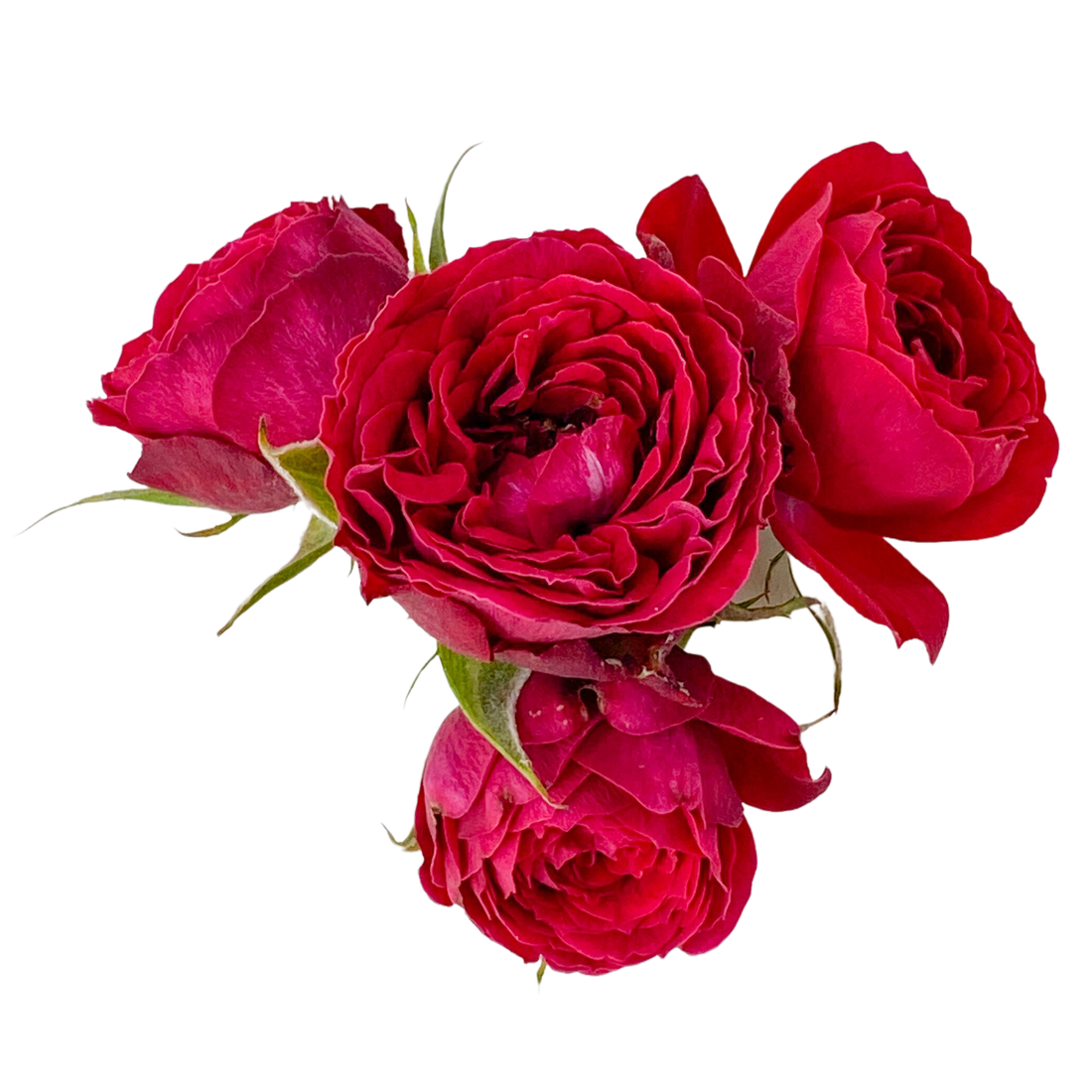 Rosas