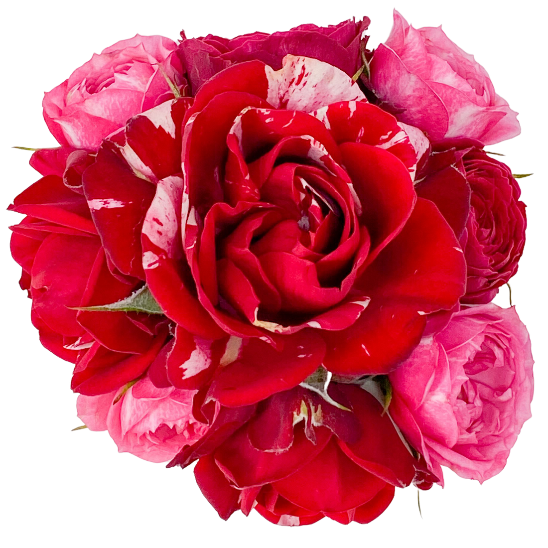 Rosas