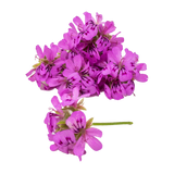 Pelargonium de Oler