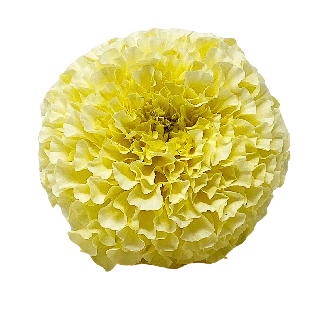 Tagetes